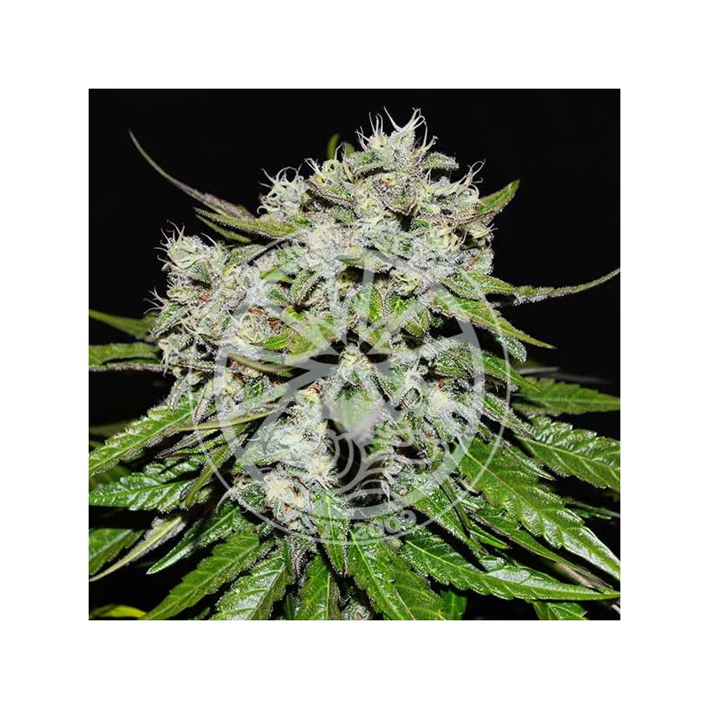 Neville's Rose Auto von Delicious Seeds