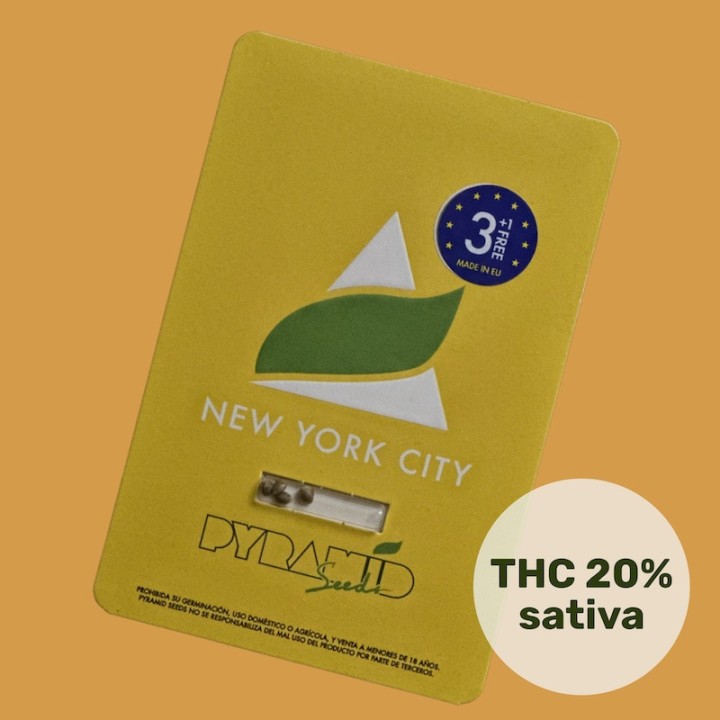 New York City Pyramid Seeds