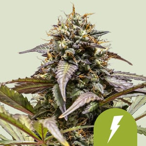 North Thunderfuck Auto von Royal Queen Seeds