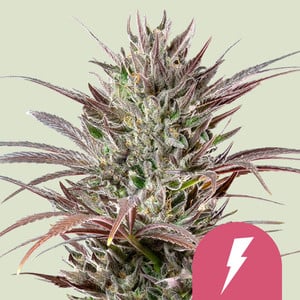 North Thunderfuck von Royal Queen Seeds
