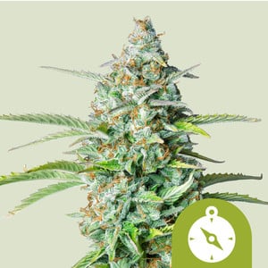Northern Light Auto von Royal Queen Seeds