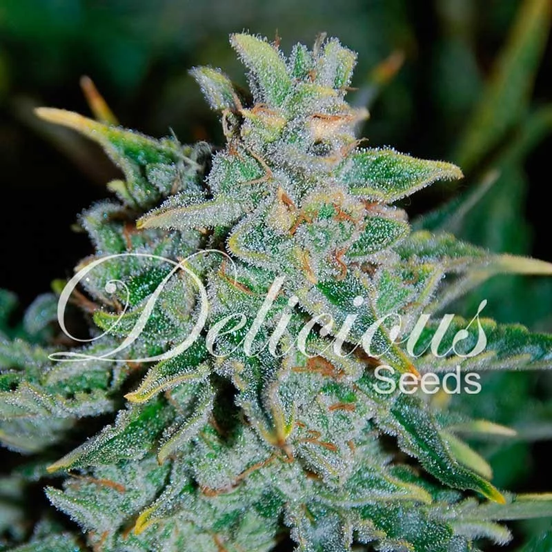 Northern Light Blue Auto von Delicious Seeds