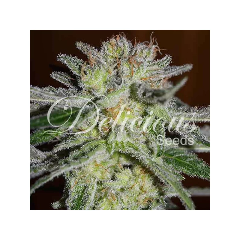 Northern Light Blue von Delicious Seeds