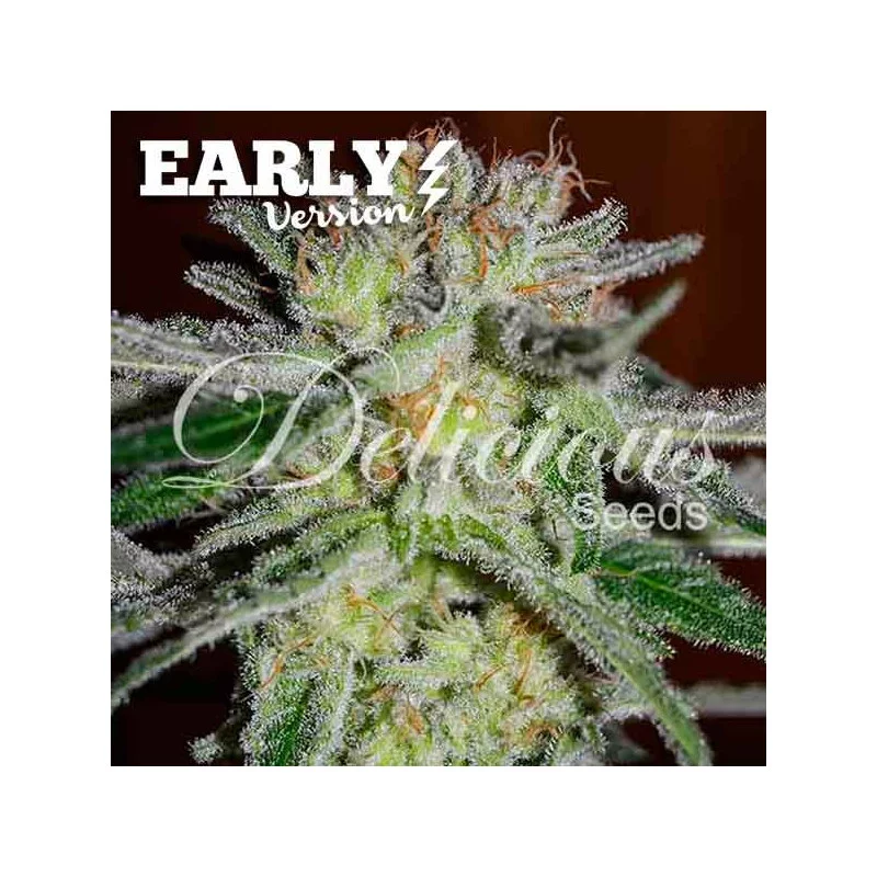 Northern Light Blue Early Version von Delicious Seeds