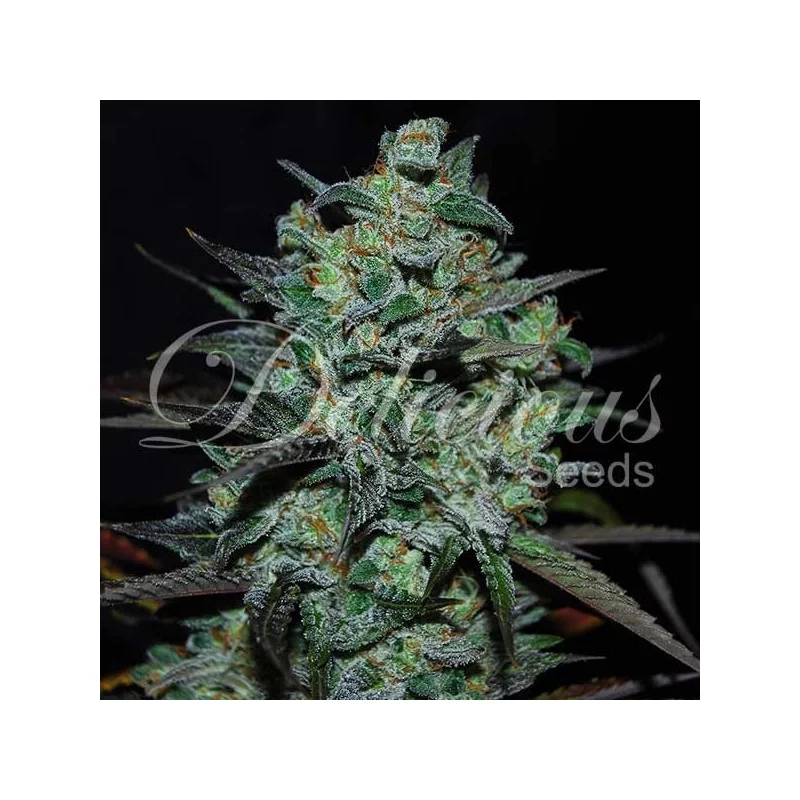 Northern Light Blue THC-Free von Delicious Seeds