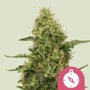 Northern Light von Royal Queen Seeds