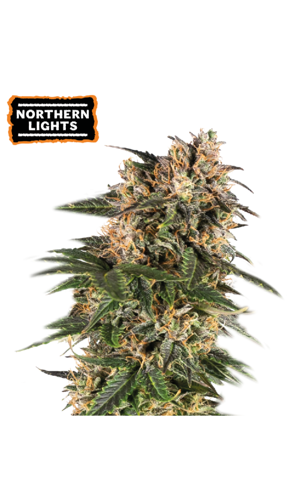 Northern Lights Auto von Seedstockers