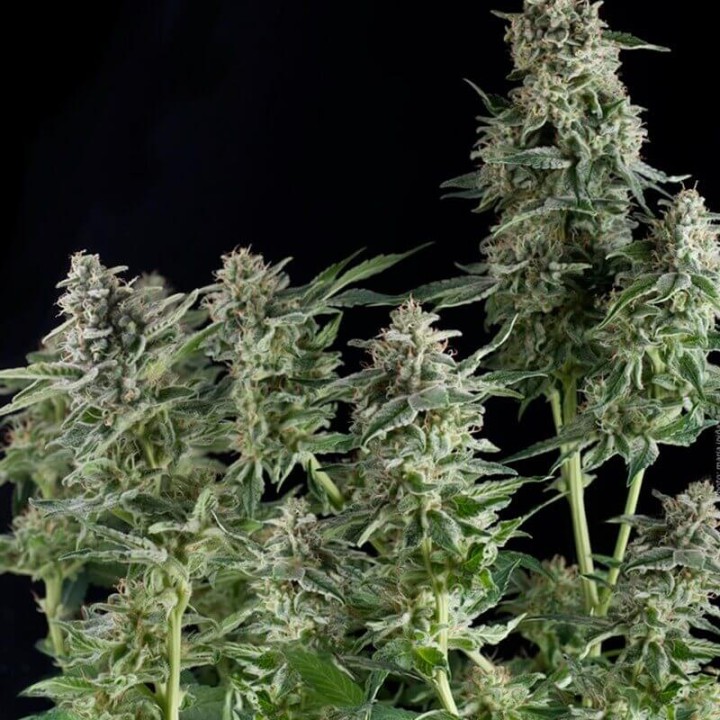 Northern Lights CBD Pyramid Seeds