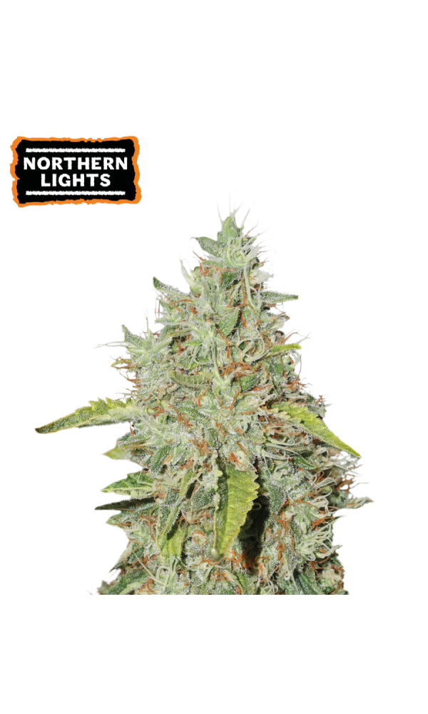 Northern Lights von Seedstockers