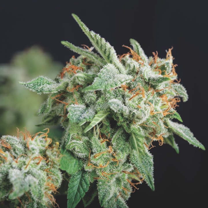 Northern Lights x Runtz Pyramid Seeds