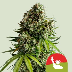 NYC Sour D Auto von Royal Queen Seeds