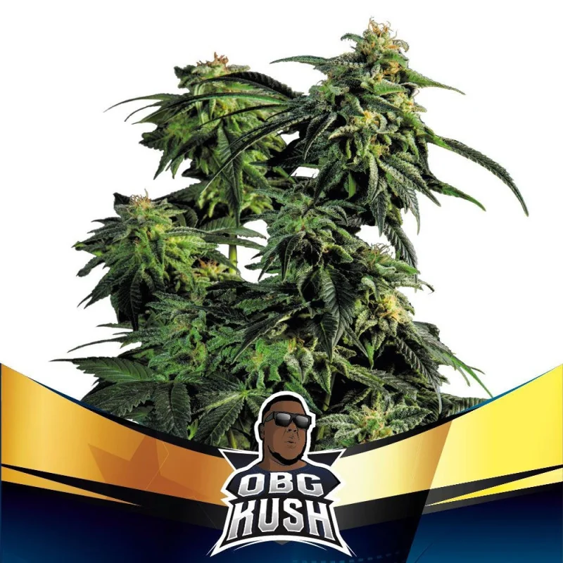 OBG Kush BSF Seeds