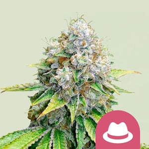 OG Kush von Royal Queen Seeds