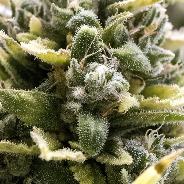 OG Kush Auto von Humboldt Seed Organisation