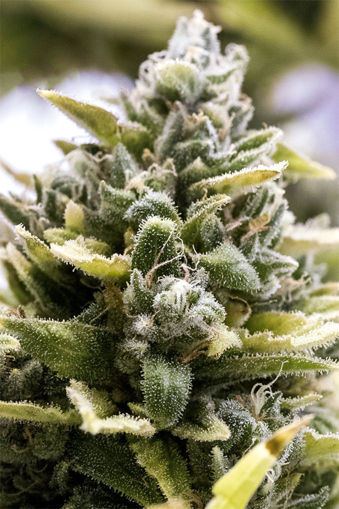 OG Kush Auto von Humboldt Seed Organisation