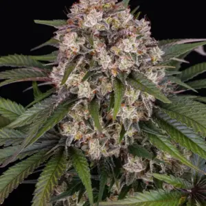 OG Kush Auto Barney's Farm