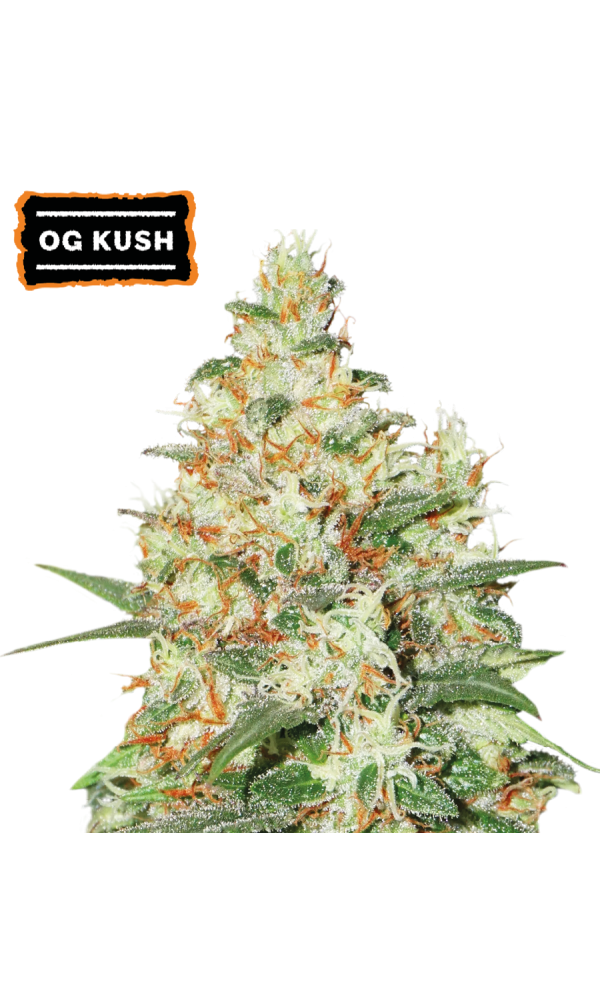 OG Kush Auto von Seedstockers