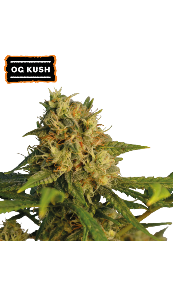 OG Kush von Seedstockers