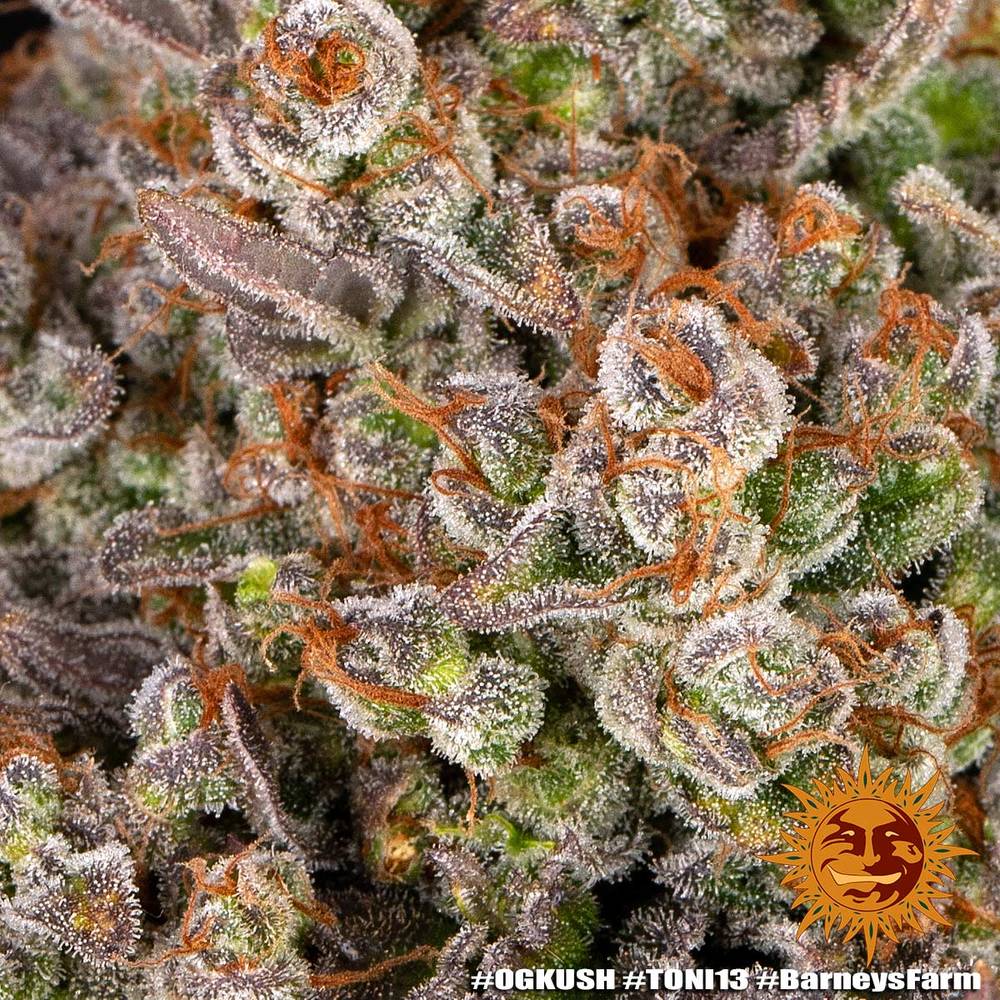 OG Kush Barney's Farm