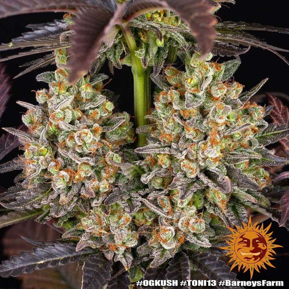 OG Kush Barney's Farm