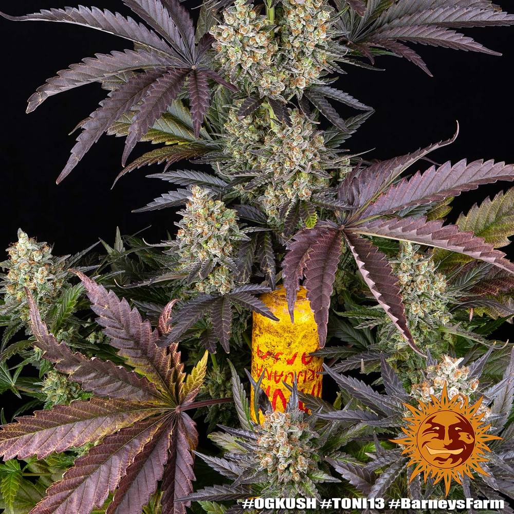 OG Kush Barney's Farm