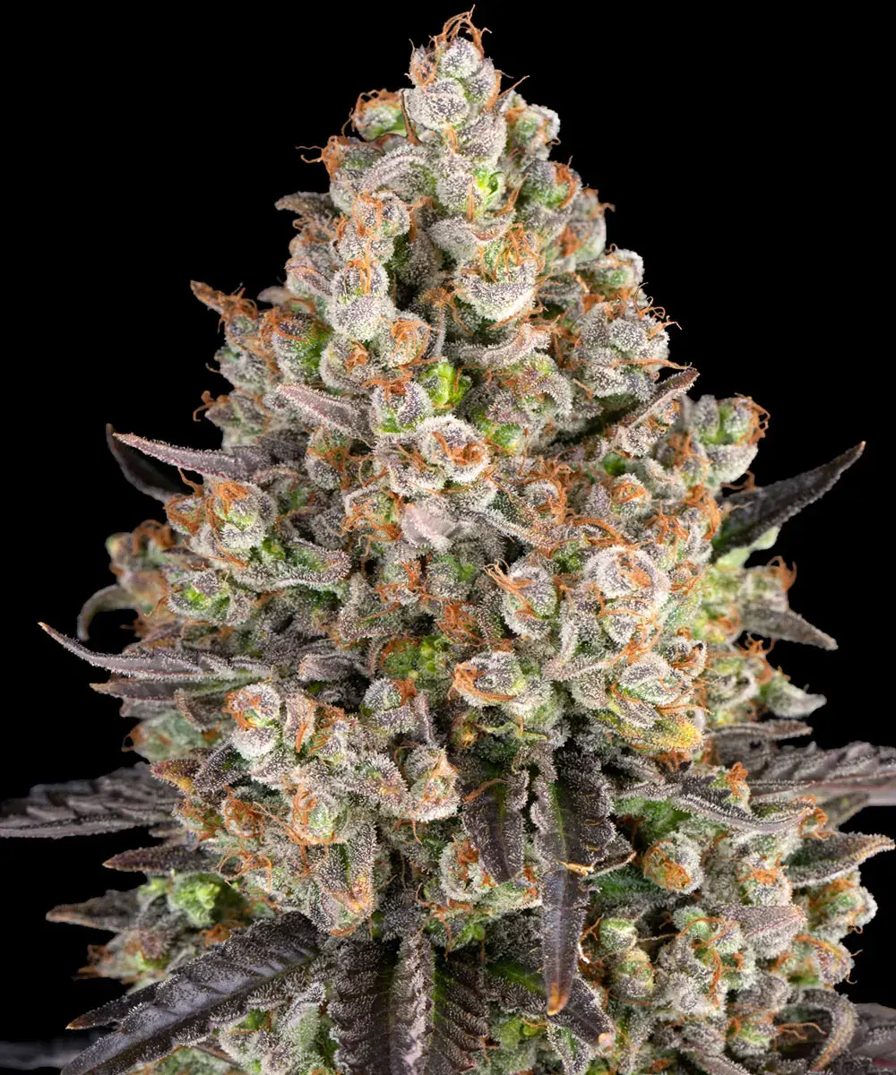 OG Kush Barney's Farm