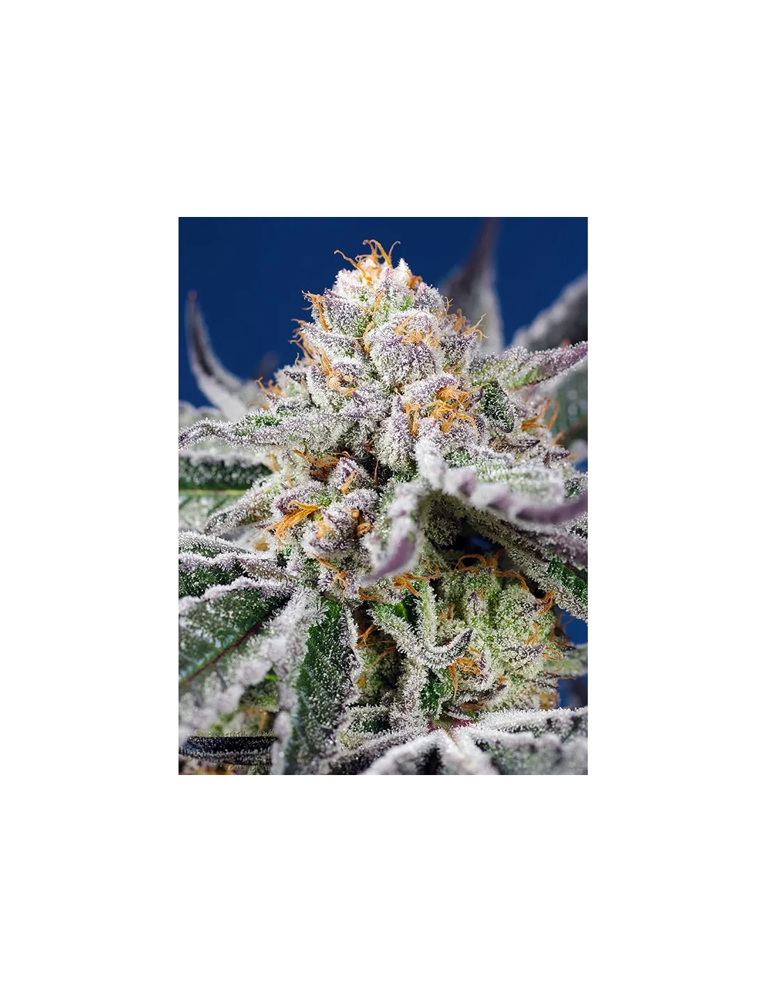 Orange Apricot Glue XL Auto 100 St. Sweet Seeds