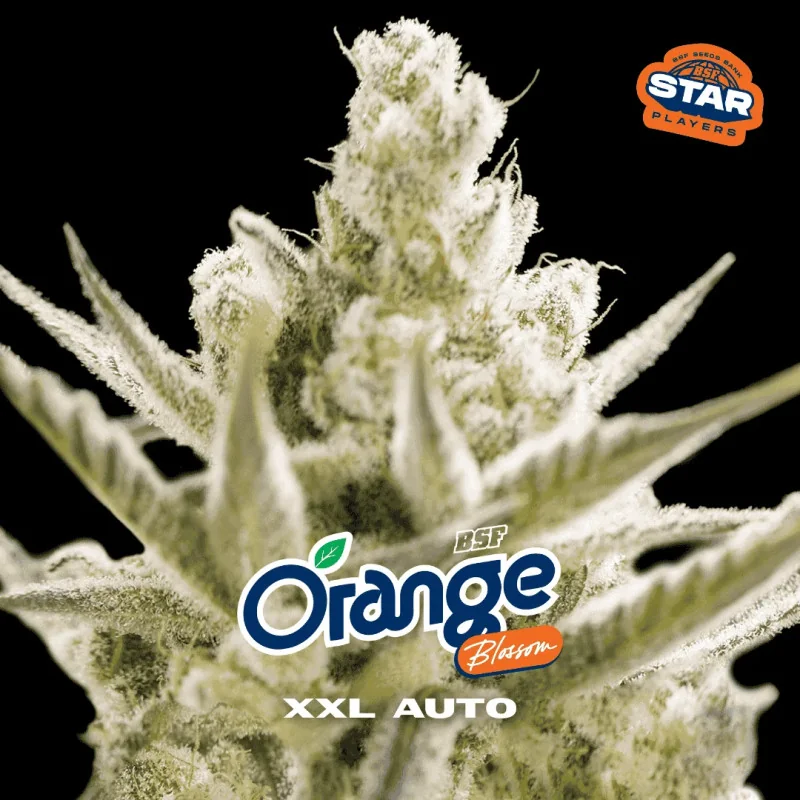 Orange Blossom XXL Auto BSF Seeds