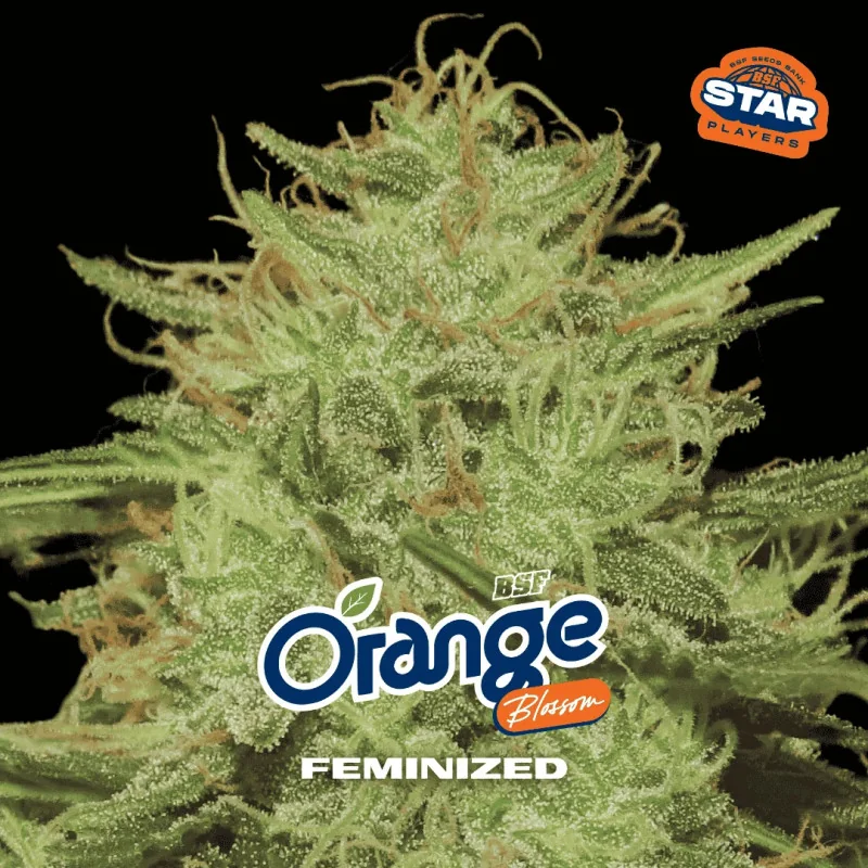 Orange Blossom BSF Seeds