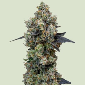 Orbital Banana F1 von Royal Queen Seeds