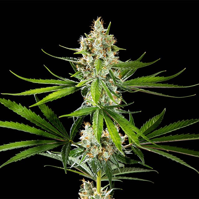 Oreoz USA von Kannabia Seed Company