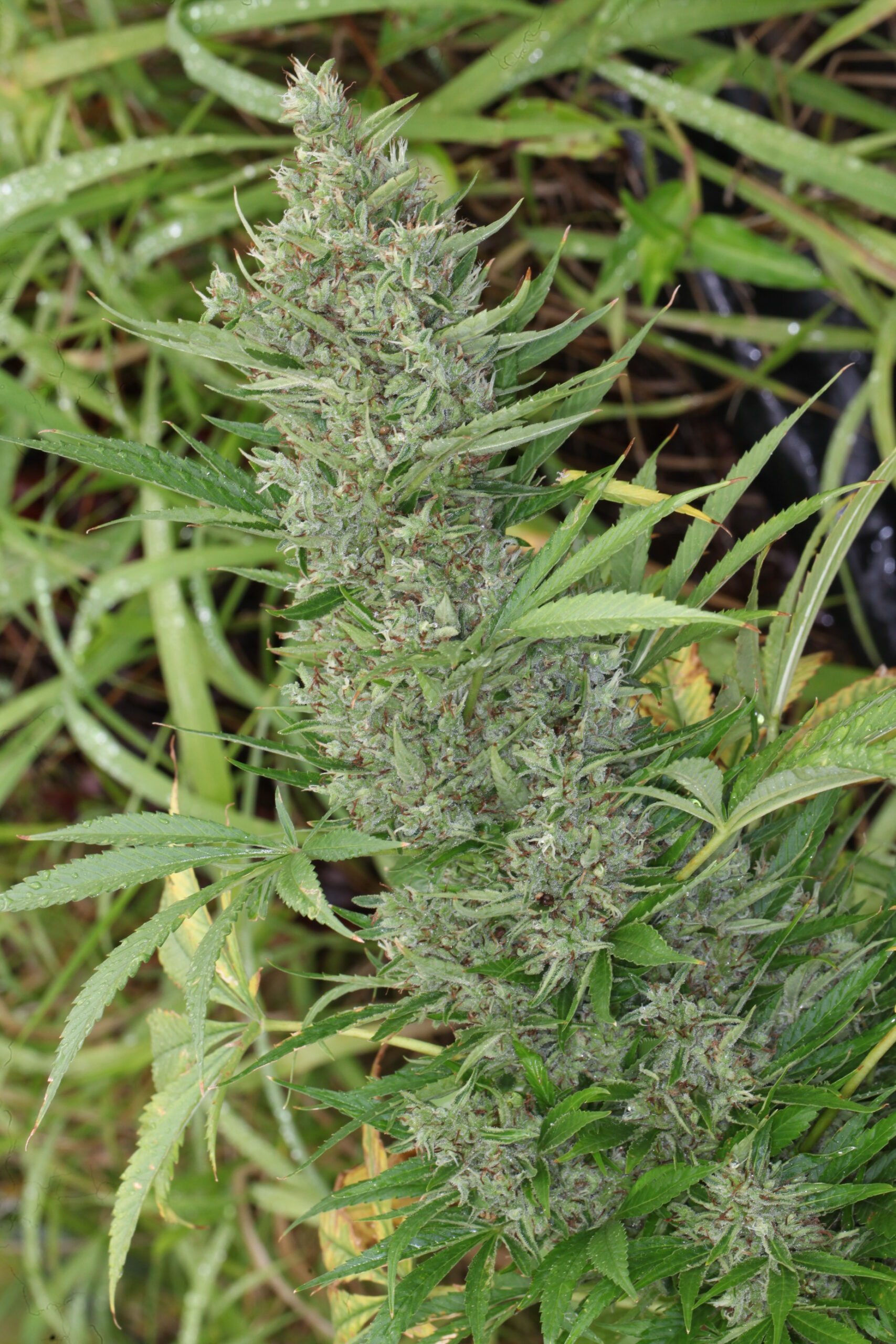 Orient Express von ACE Seeds