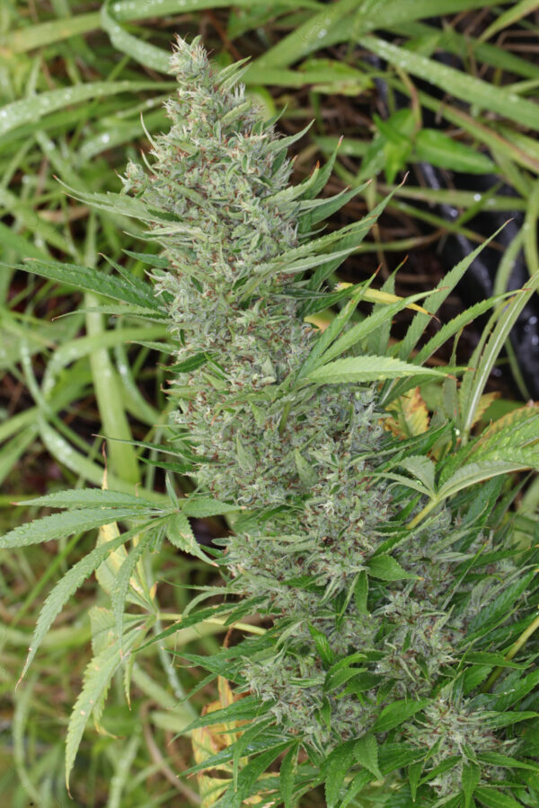 Orient Express von ACE Seeds