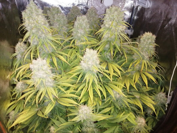 Orient Express von ACE Seeds