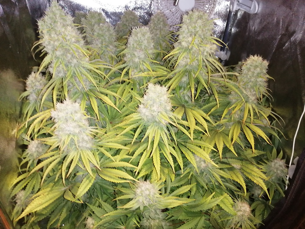 Orient Express von ACE Seeds