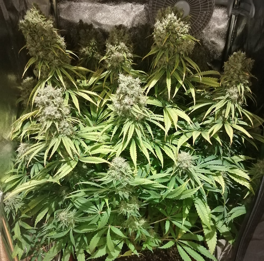 Orient Express von ACE Seeds