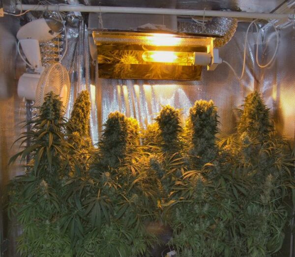 Orient Express von ACE Seeds