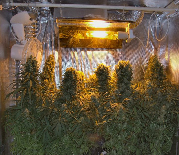 Orient Express von ACE Seeds