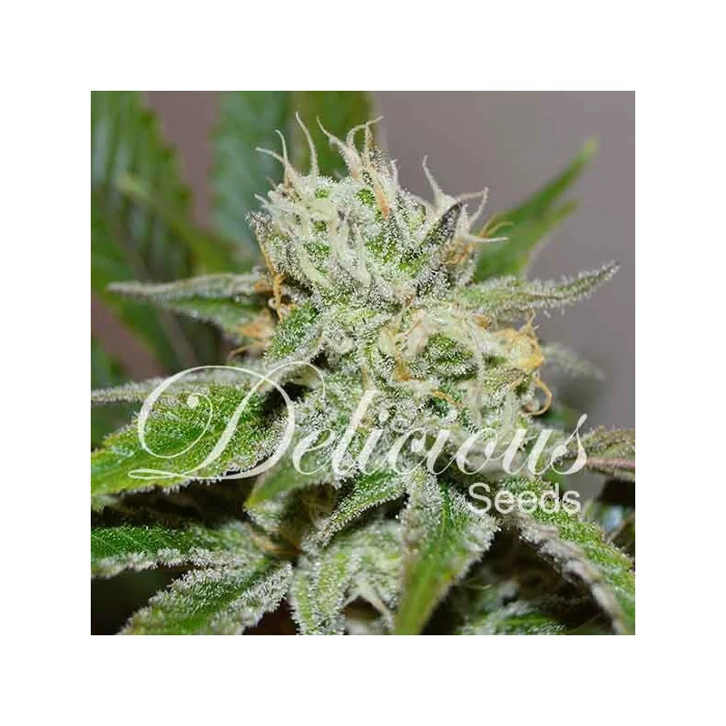 Original Juan Herer von Delicious Seeds