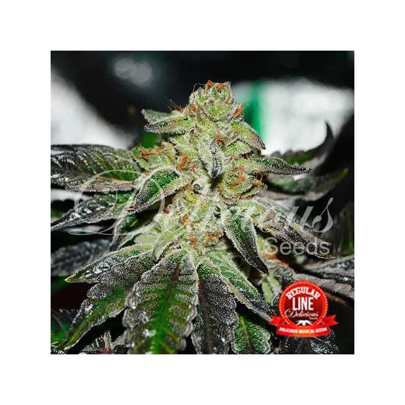 Original Juan Herer Regular von Delicious Seeds
