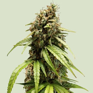 Orion F1 1 St. Royal Queen Seeds
