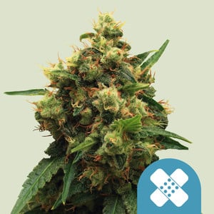 Painkiller XL von Royal Queen Seeds