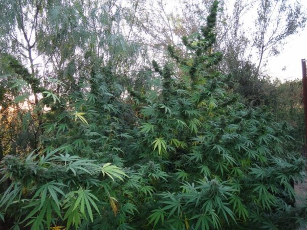 Panama von ACE Seeds