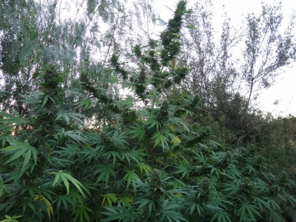 Panama von ACE Seeds