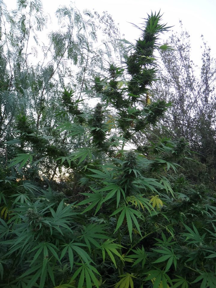 Panama von ACE Seeds