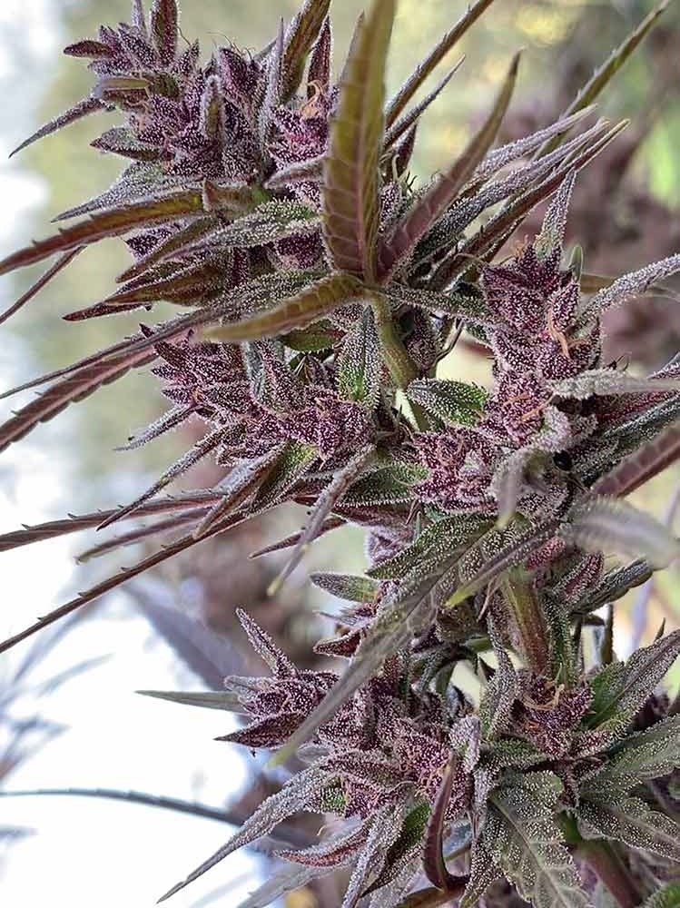 Panama Haze von ACE Seeds
