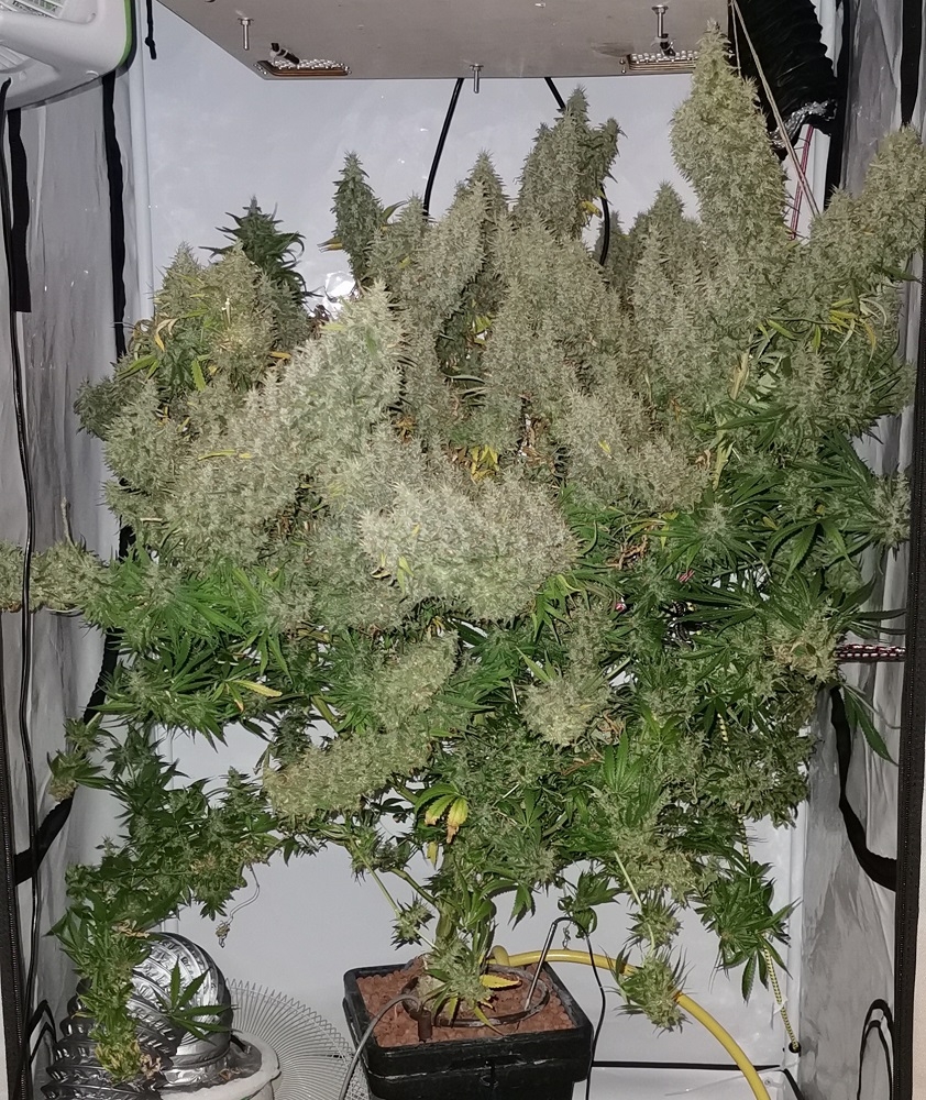 Panama x Bangi Haze von ACE Seeds