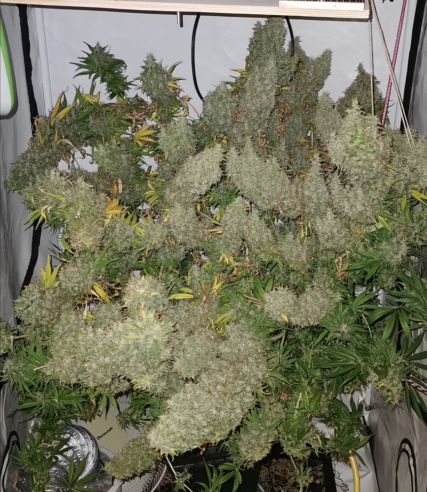 Panama x Bangi Haze von ACE Seeds