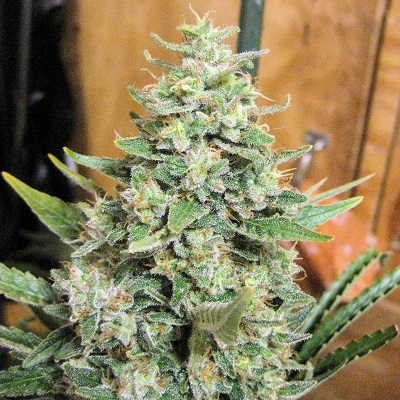 Panama x Malawi von ACE Seeds