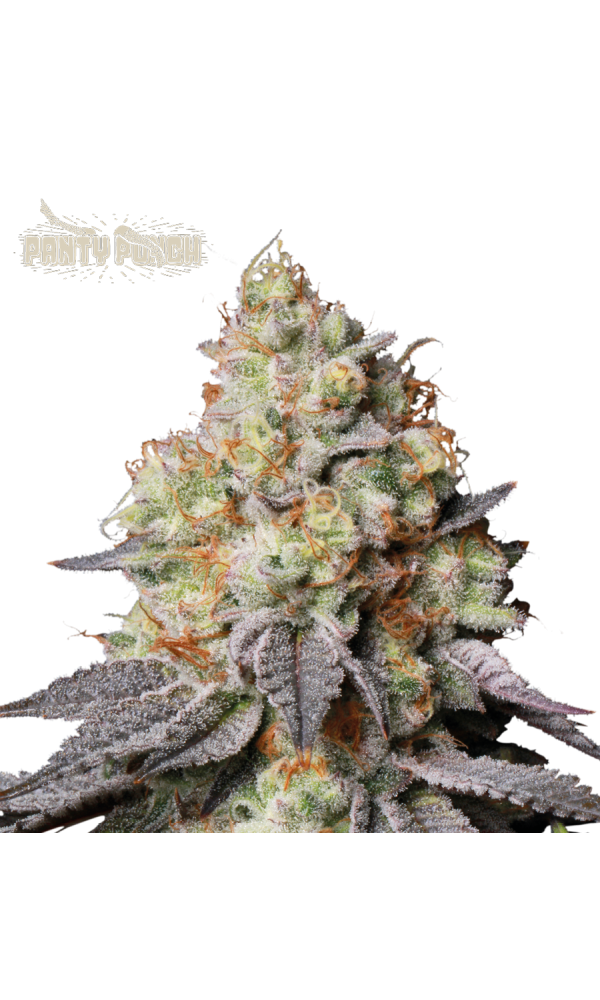 Panty Punch Auto von Seedstockers